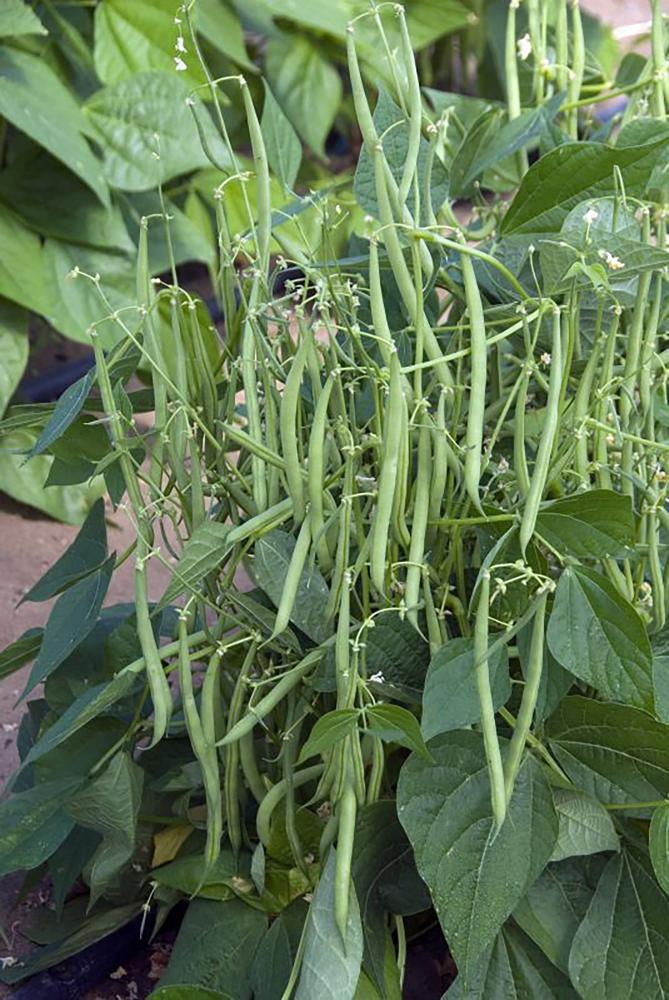 String Beans, Mascotte