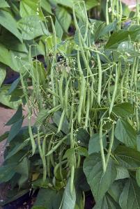 String Beans, Mascotte