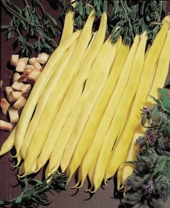 String Beans, Neckargold