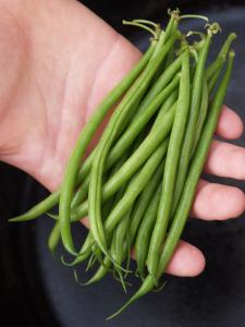 String Beans, Oceanis