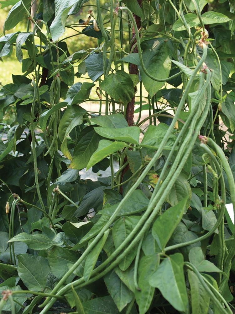 String Beans, Orient Wonder, Superior Asparagus Bean.