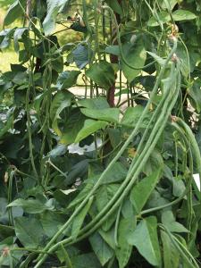 String Beans, Orient Wonder, Superior Asparagus Bean.