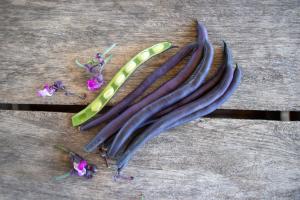 String Beans, Purple Queen Improved