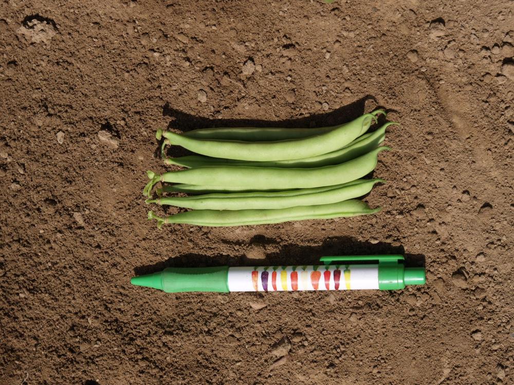 String Beans, Record