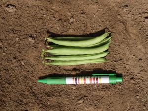 String Beans, Record