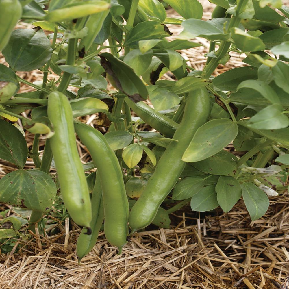 String Beans, Witkiem - Monica