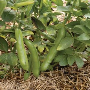 String Beans, Witkiem - Monica