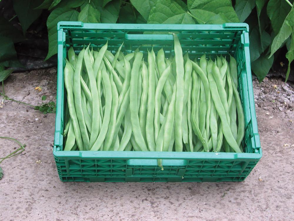 Eva Organic String Beans
