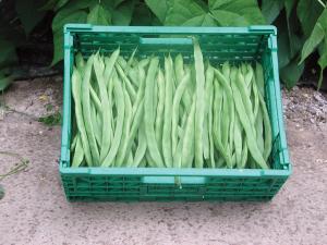 Eva Organic String Beans