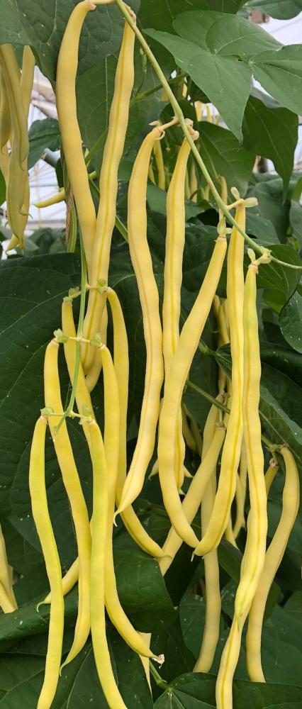 Pole String Beans, Sunshine