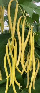 Pole String Beans, Sunshine