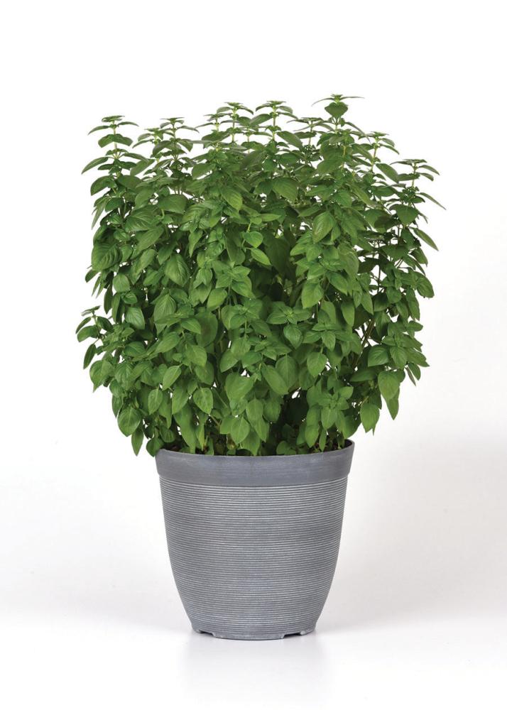 Basil, Everleaf Lemon