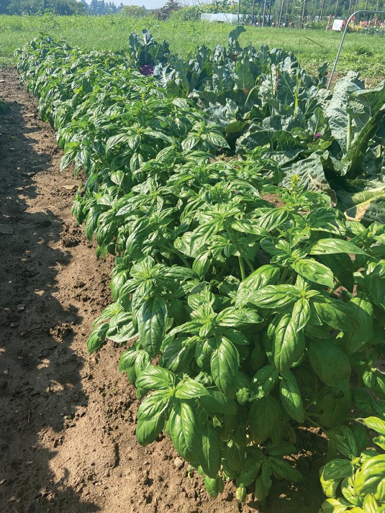Basil, Evi Organic