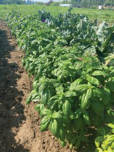 Basil, Evi Organic