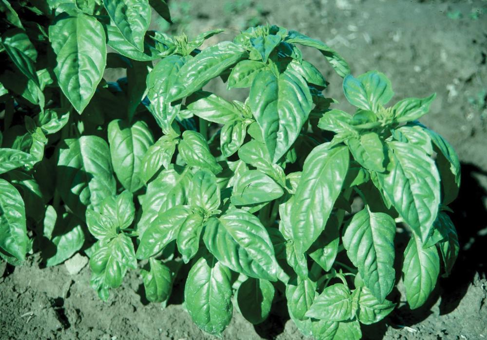 Basil, Italian Large Leaf Organic