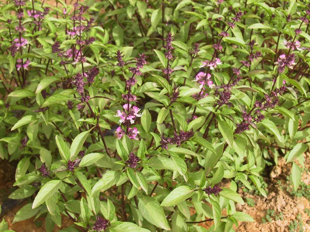 Basil, Thai Organic