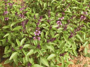 Basil, Thai Organic