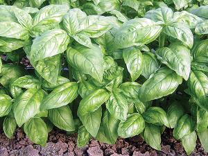 Dolly Organic