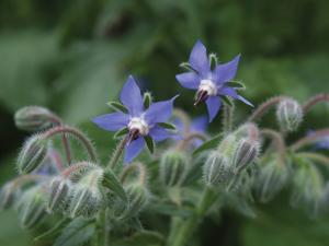 Borage, Borage