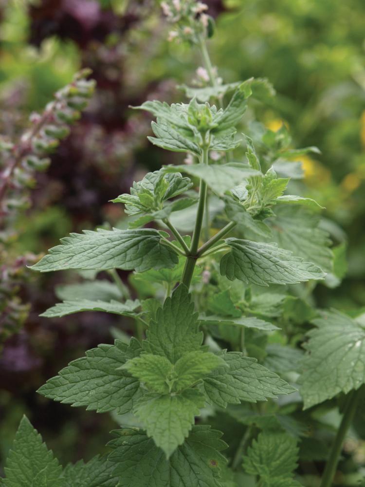 Catnip, Catnip Lemony