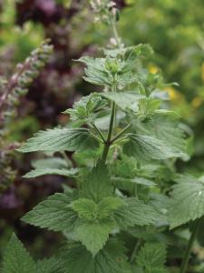 Catnip, Catnip Lemony