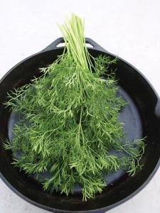 Cilantro, Confetti PvP