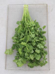 Cilantro, Santo