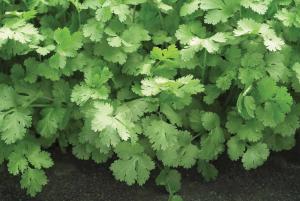 Cilantro, Santo Organic