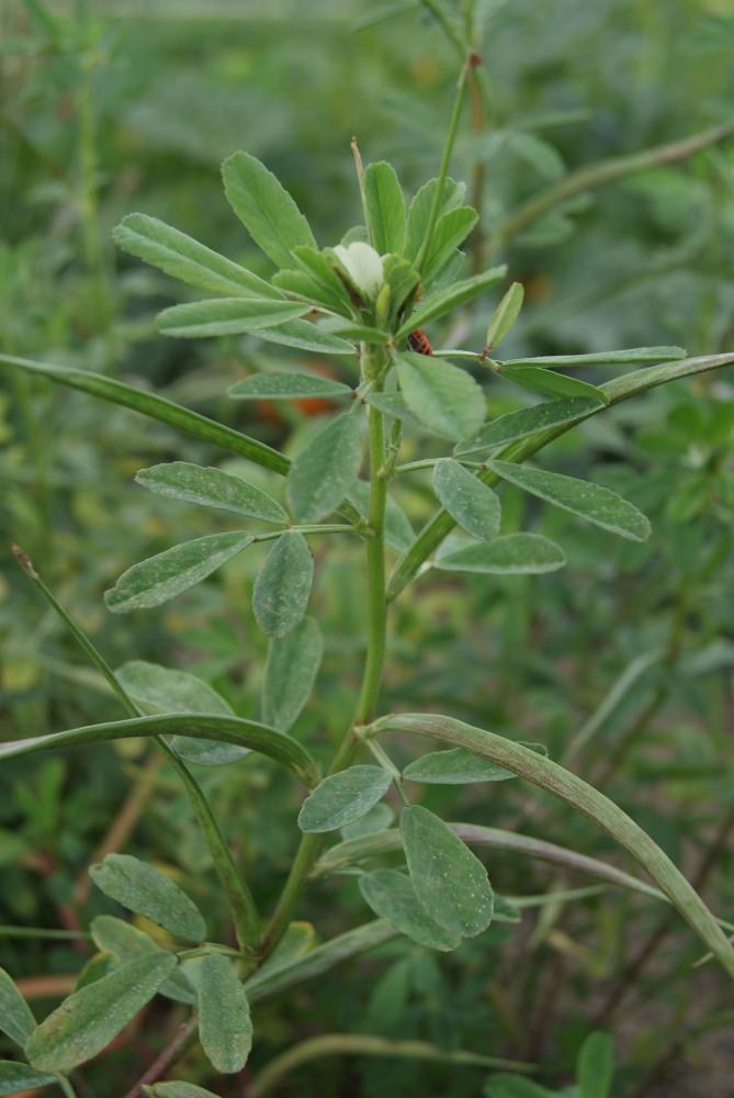 Fenugreek, Fenugreek