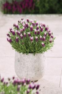 Bandera Pink - Lavander