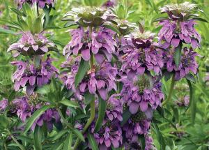 Mint, Lemon Bergamot