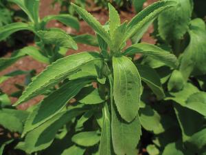 Stevia, Candy Organic