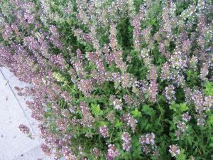 Thyme, Creeping Thyme :SE