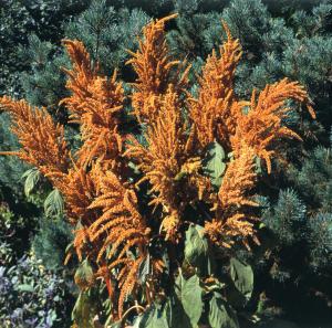 Amaranthus, Hot Biscuits