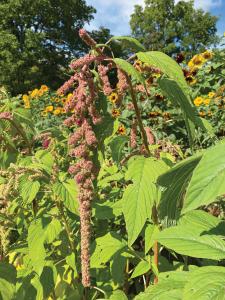 Amaranthus, Mira