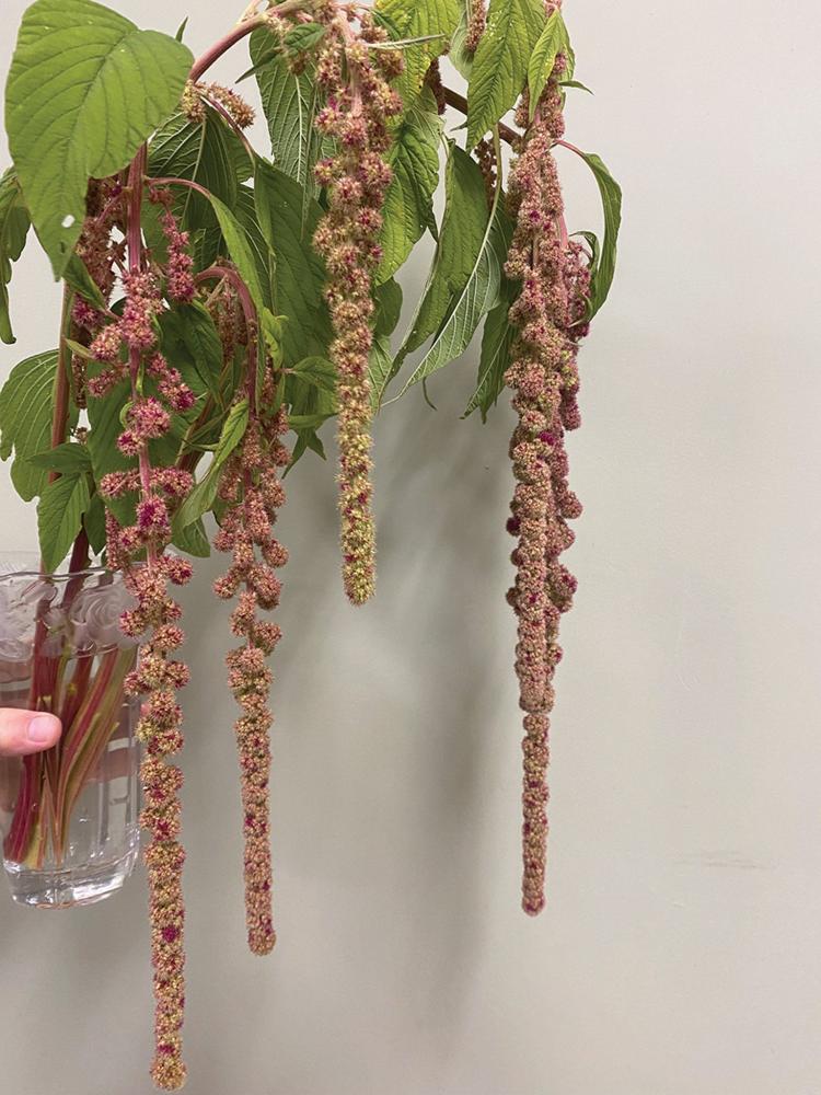 Amaranthus, Mira