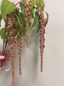 Amaranthus, Mira