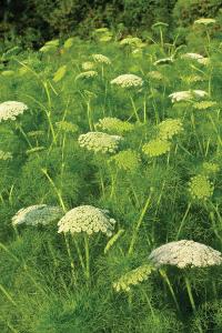 Ammi, Green Mist