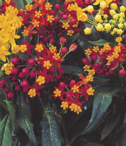 Asclepias, Silky Red