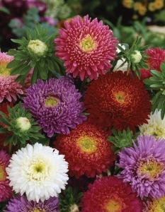 Aster, Princess Mix