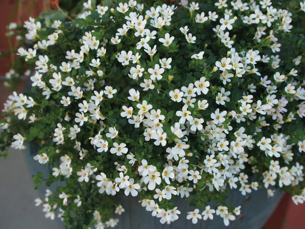 Bacopa, Snowtopia Improved