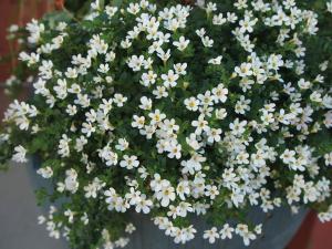 Bacopa, Snowtopia Improved