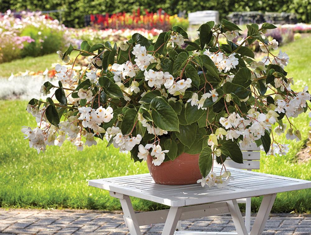 Begonia, Dragon Wing White