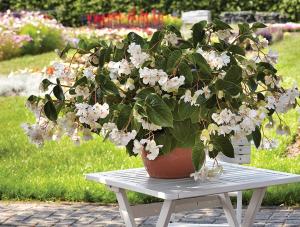 Begonia, Dragon Wing White