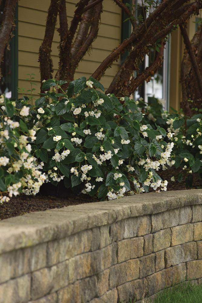Begonia, Dragon Wing White