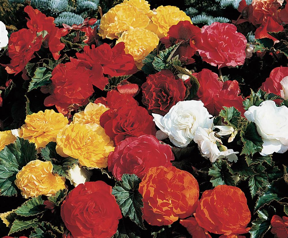Begonia, Nonstop  Mix