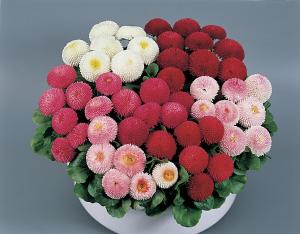 Bellis, Tasso Mix