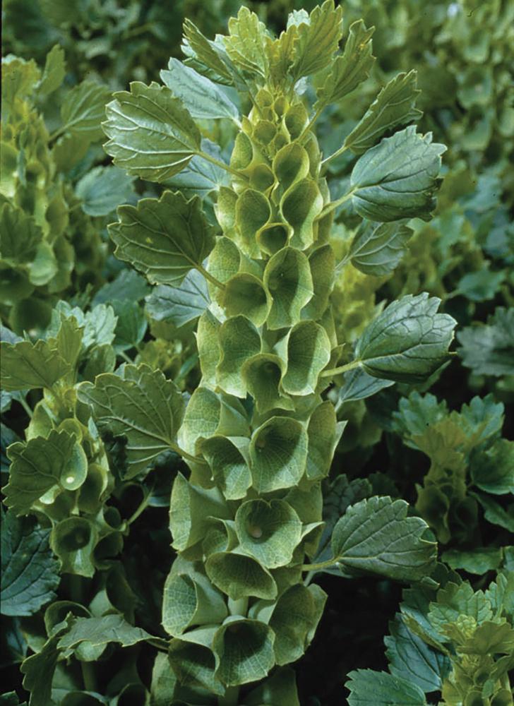 Bells of Ireland, Green Bells