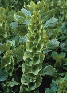 Bells of Ireland, Green Bells