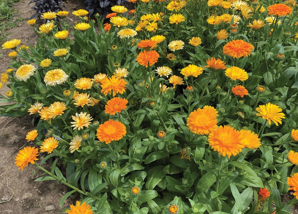 Calendula, Fiesta Gitana Superior